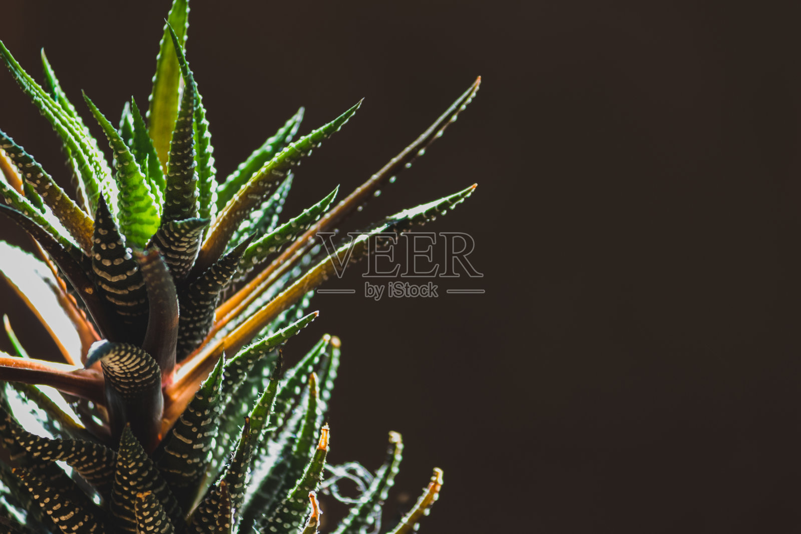 一缕阳光下的肉质植物在黑暗的背景上。照片摄影图片
