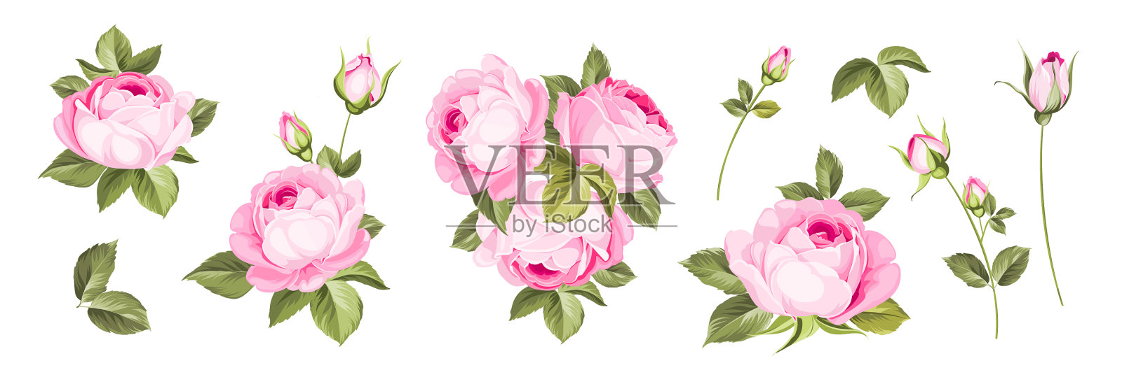 设置不同的玫瑰在白色背景设计元素图片