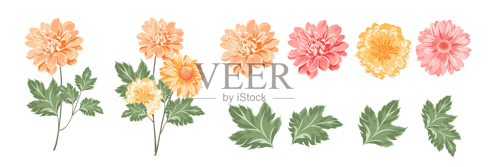 设置不同的菊花在白色设计元素图片