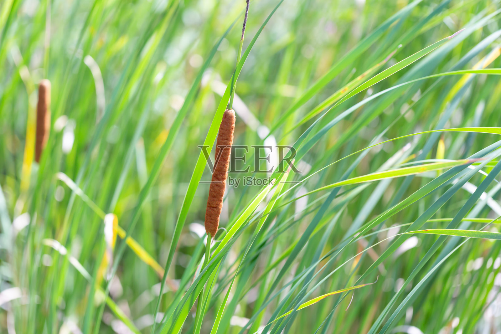 香蒲latifolia照片摄影图片
