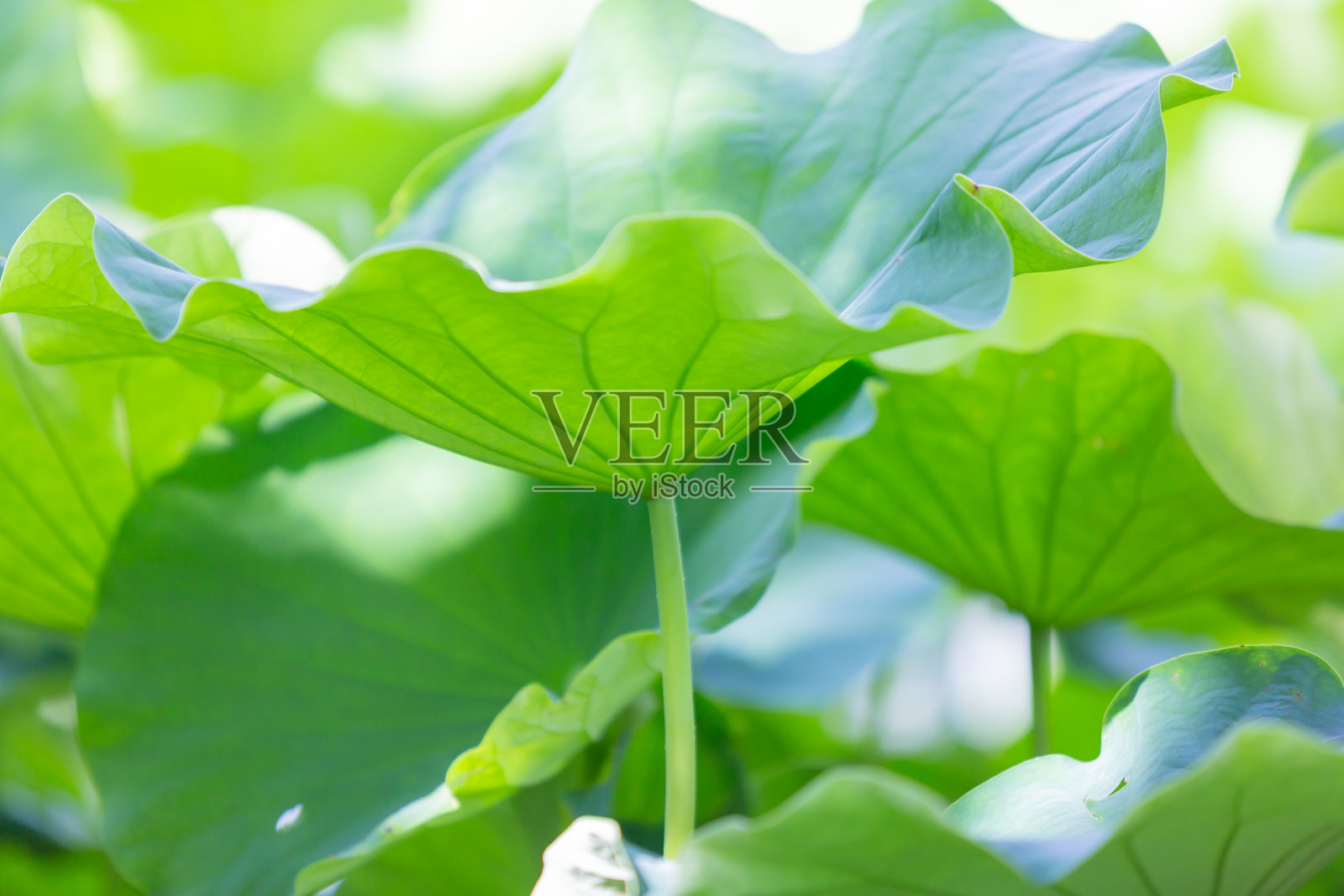 荷叶照片摄影图片