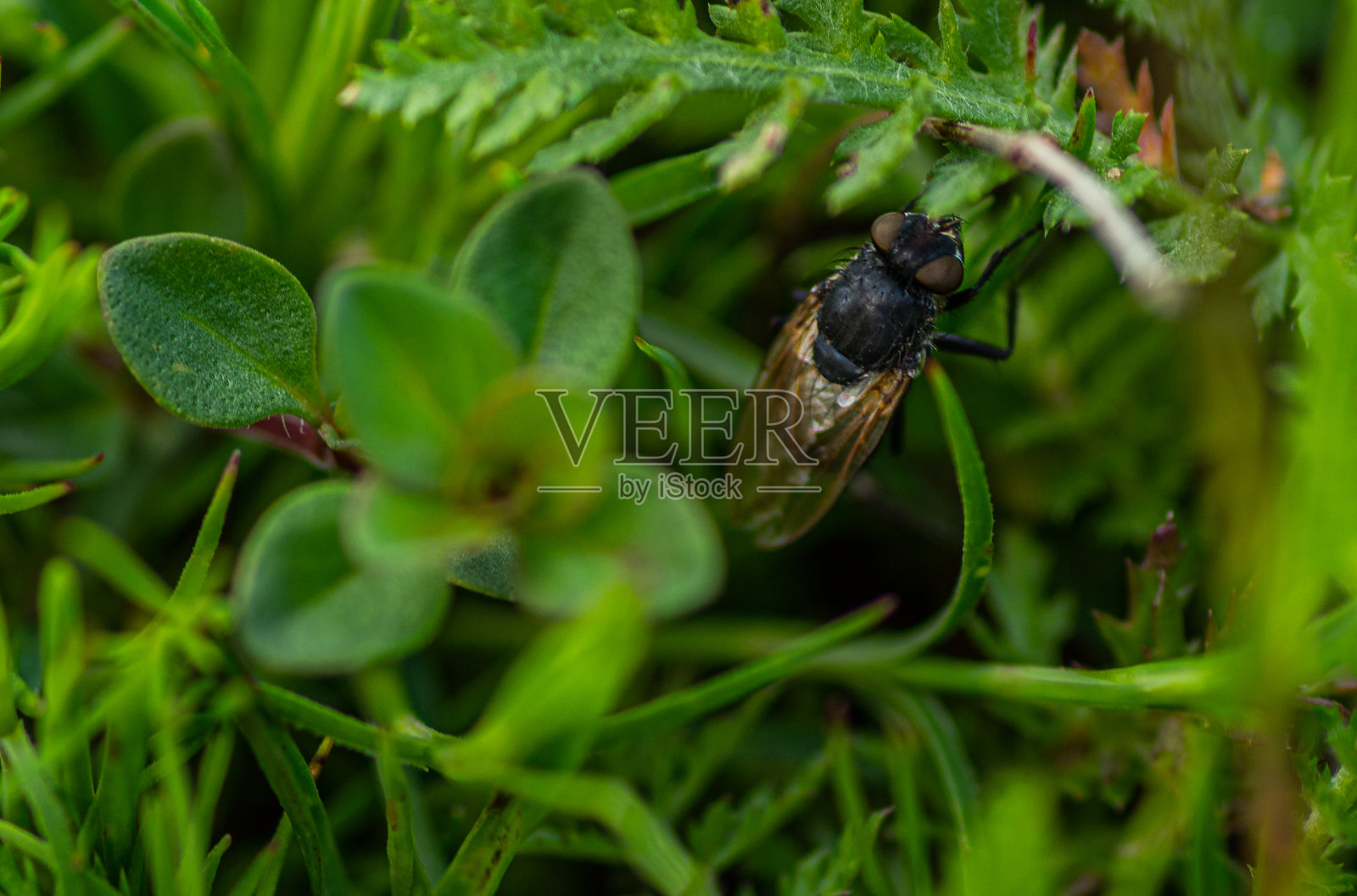 在野外飞行照片摄影图片