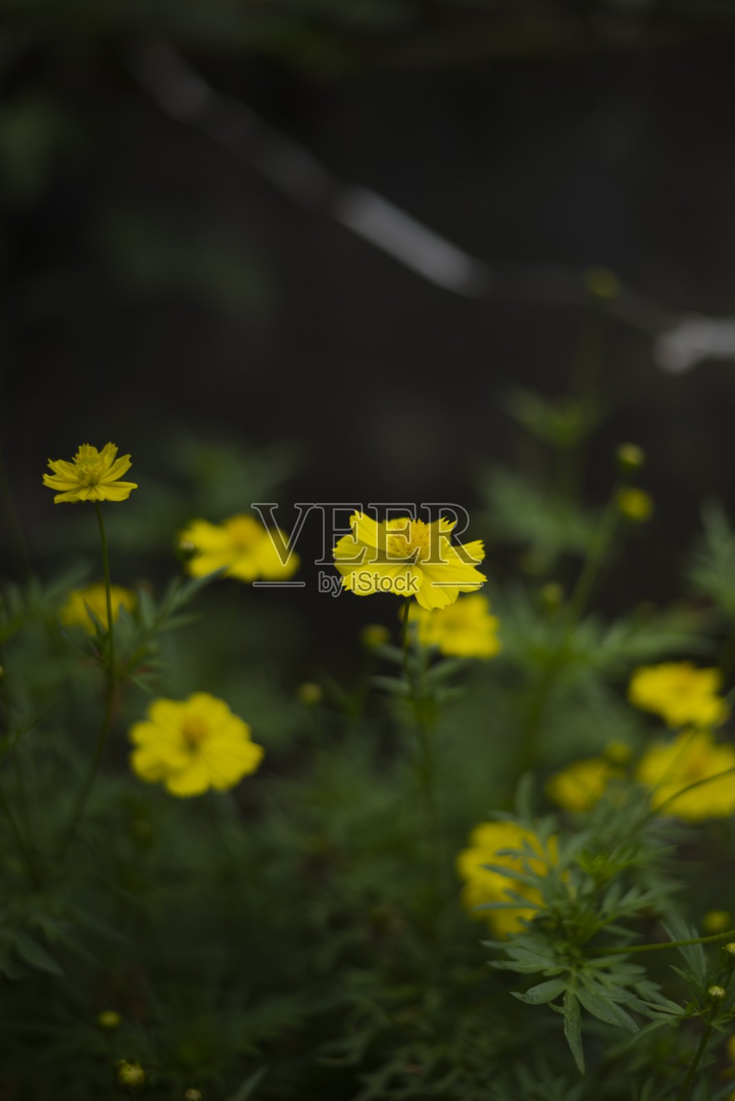 家花园里,晨花盛开,黄花盛开照片摄影图片