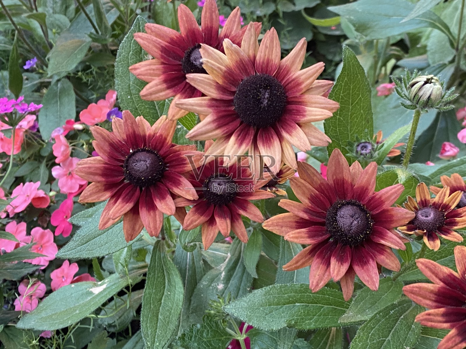 黑眼苏珊花照片摄影图片