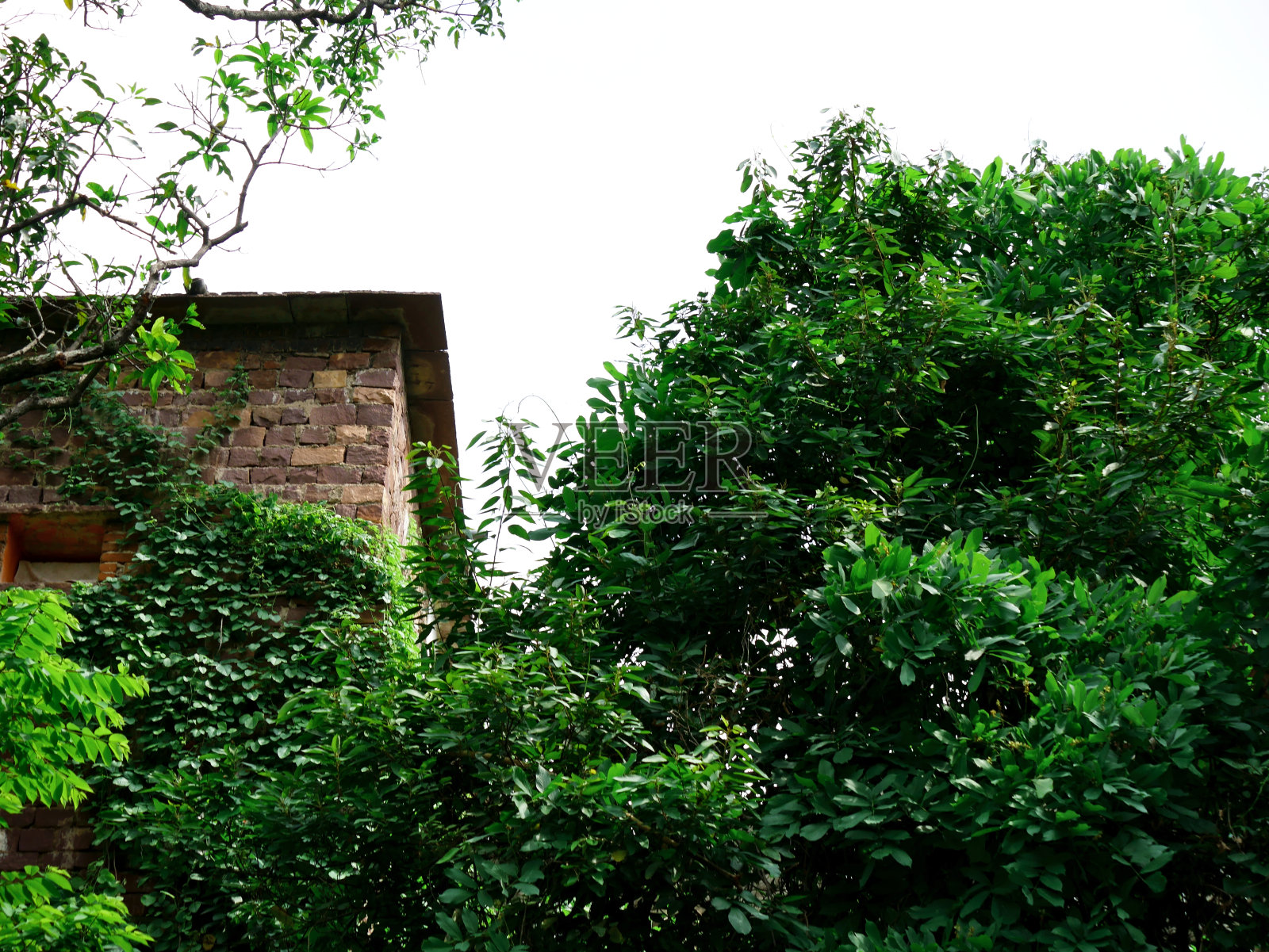 自然概念背景照片摄影图片