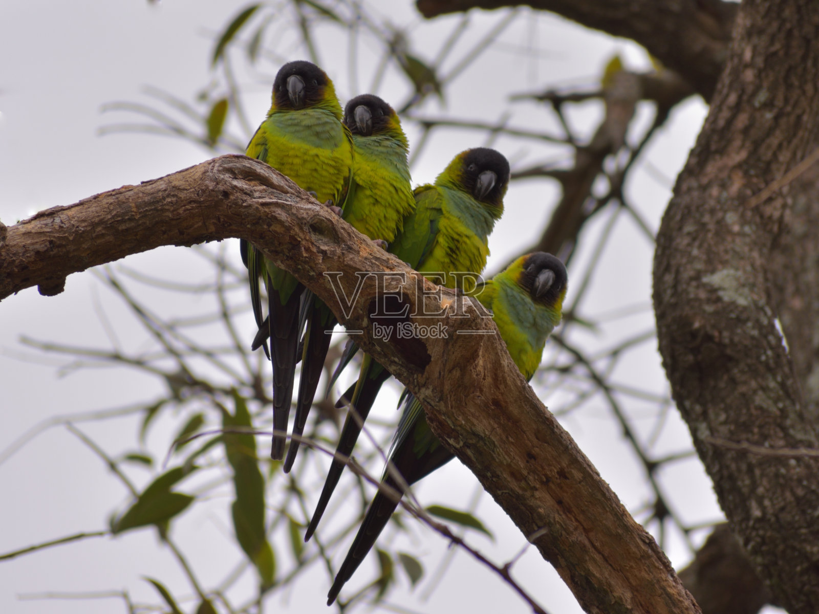树上的一群野生长尾小鹦鹉(Aratinga nenday)照片摄影图片
