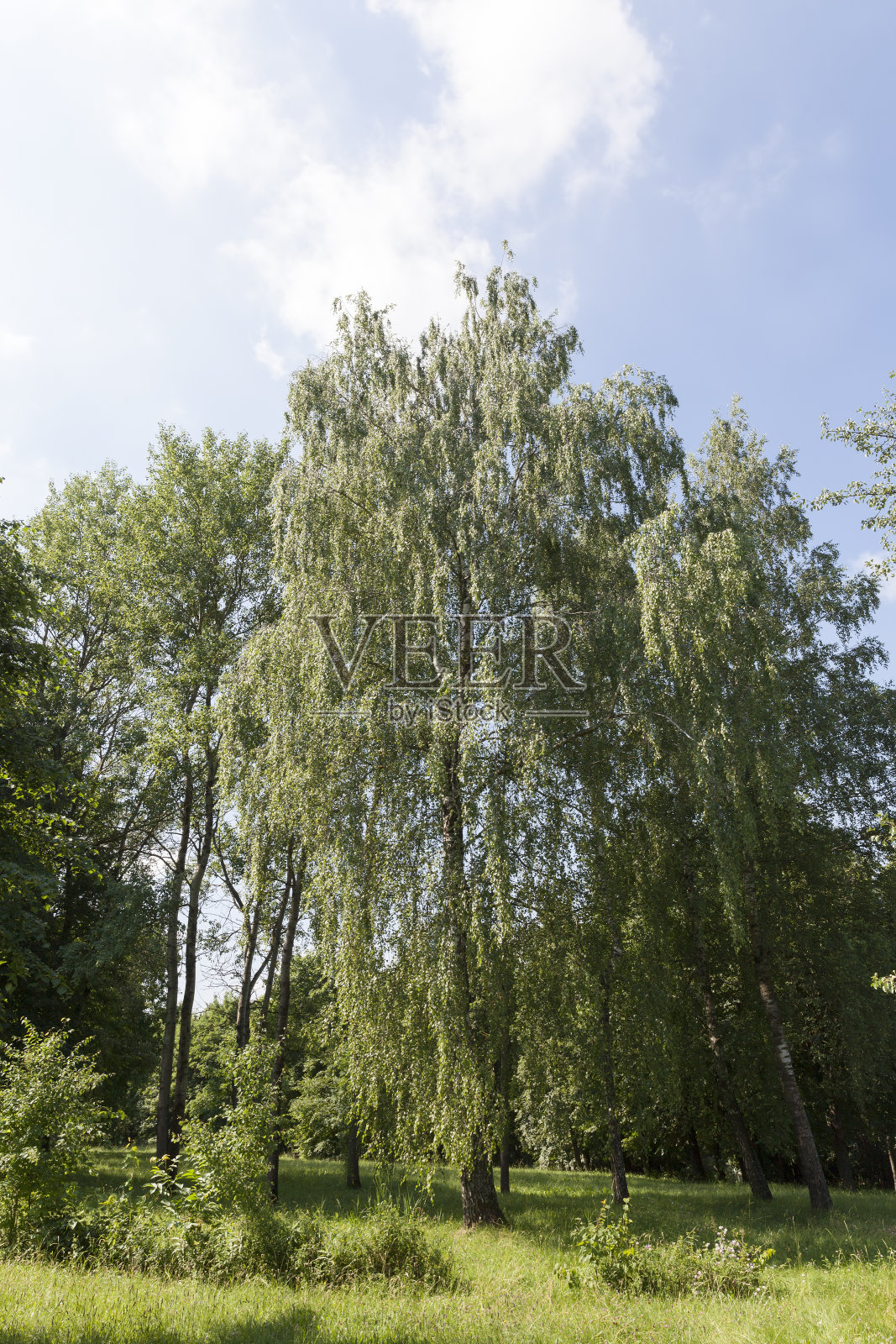 夏天在附近生长的桦树照片摄影图片