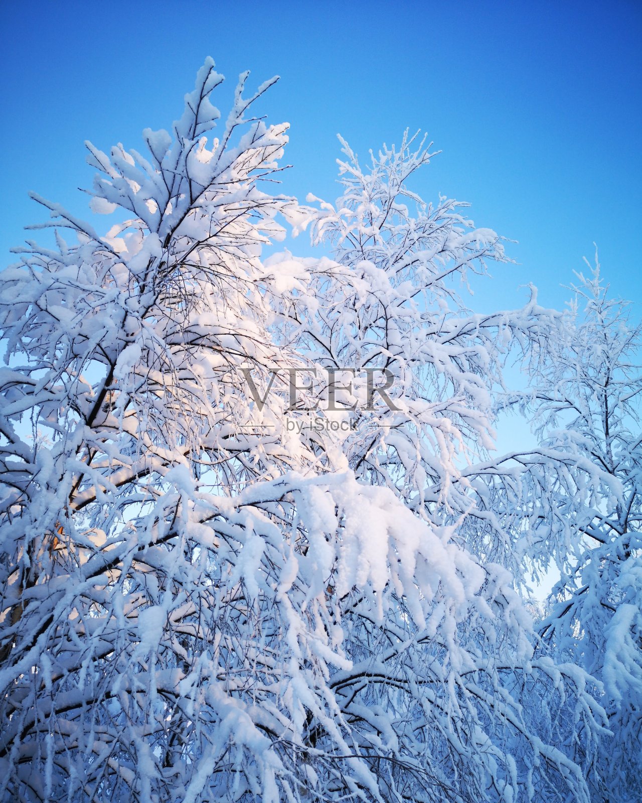 芬兰,拉普兰,伊纳里,冬天,厚厚的积雪,森林,蓝天照片摄影图片