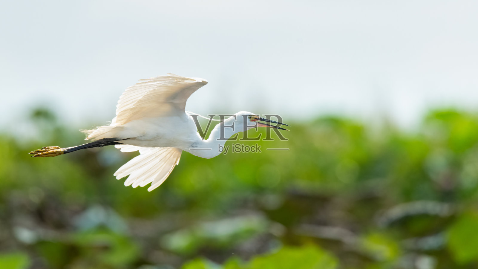 小白鹭展翅飞翔照片摄影图片