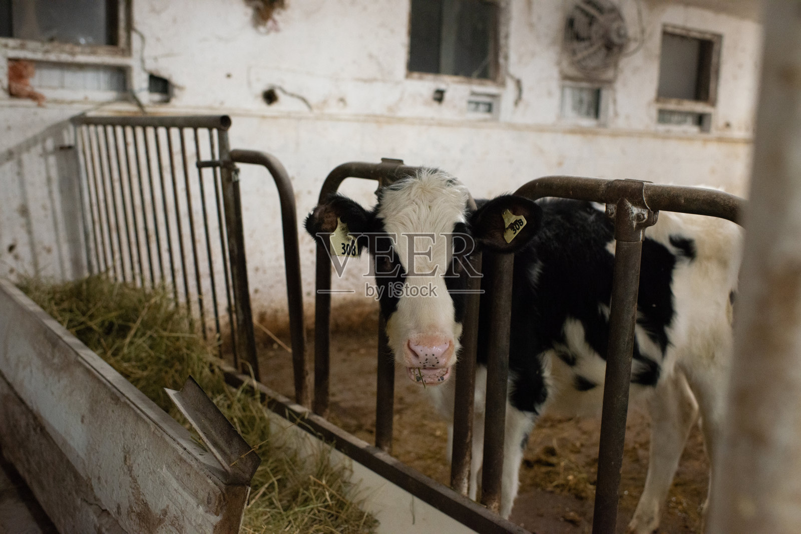 乳牛照片摄影图片