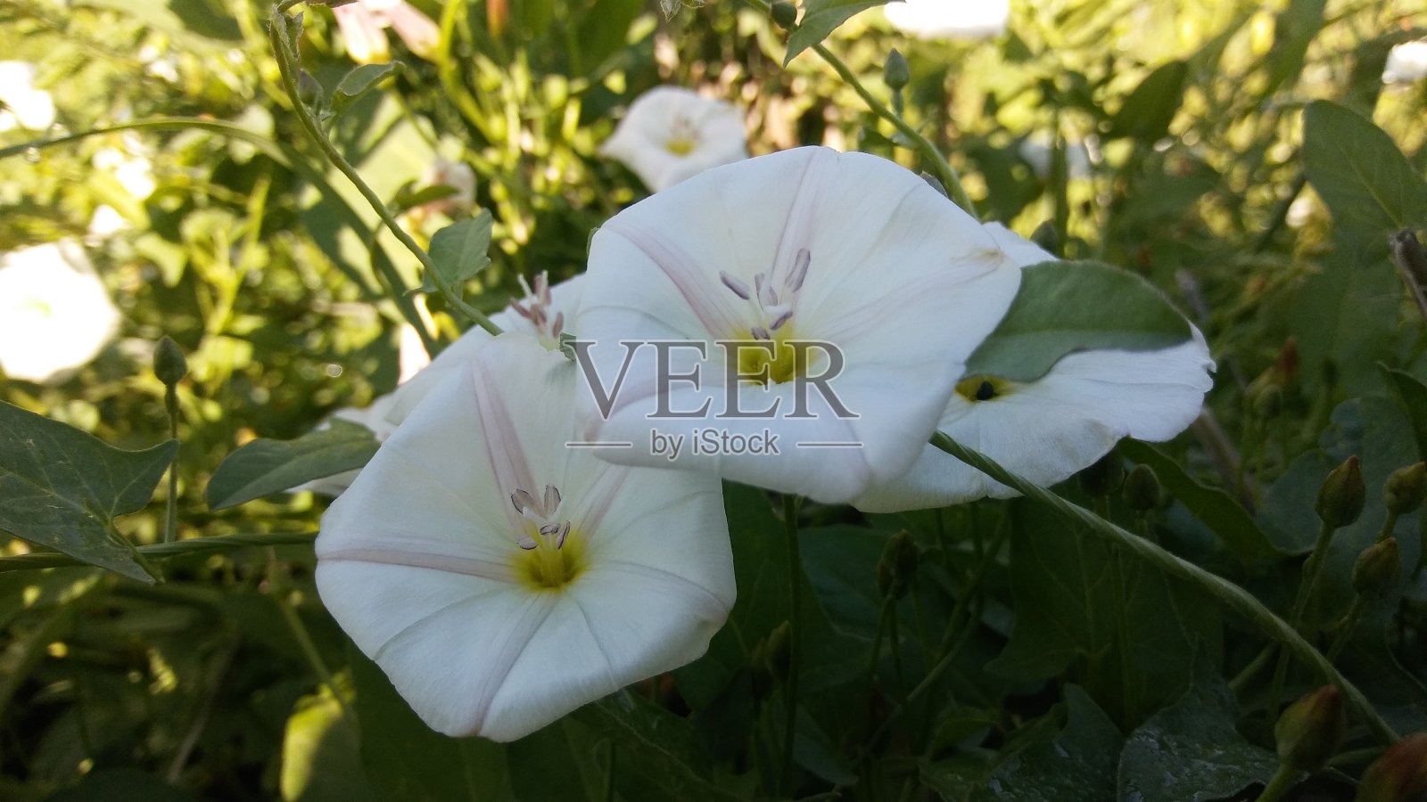 字段旋花类(旋花植物薄荷)照片摄影图片