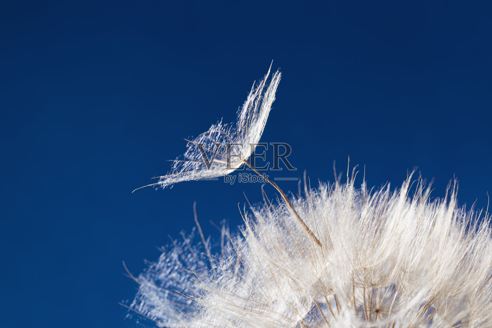 阳光下蓝色背景下白色蓬松的蒲公英。灿烂的阳光与吹种子接近。照片摄影图片