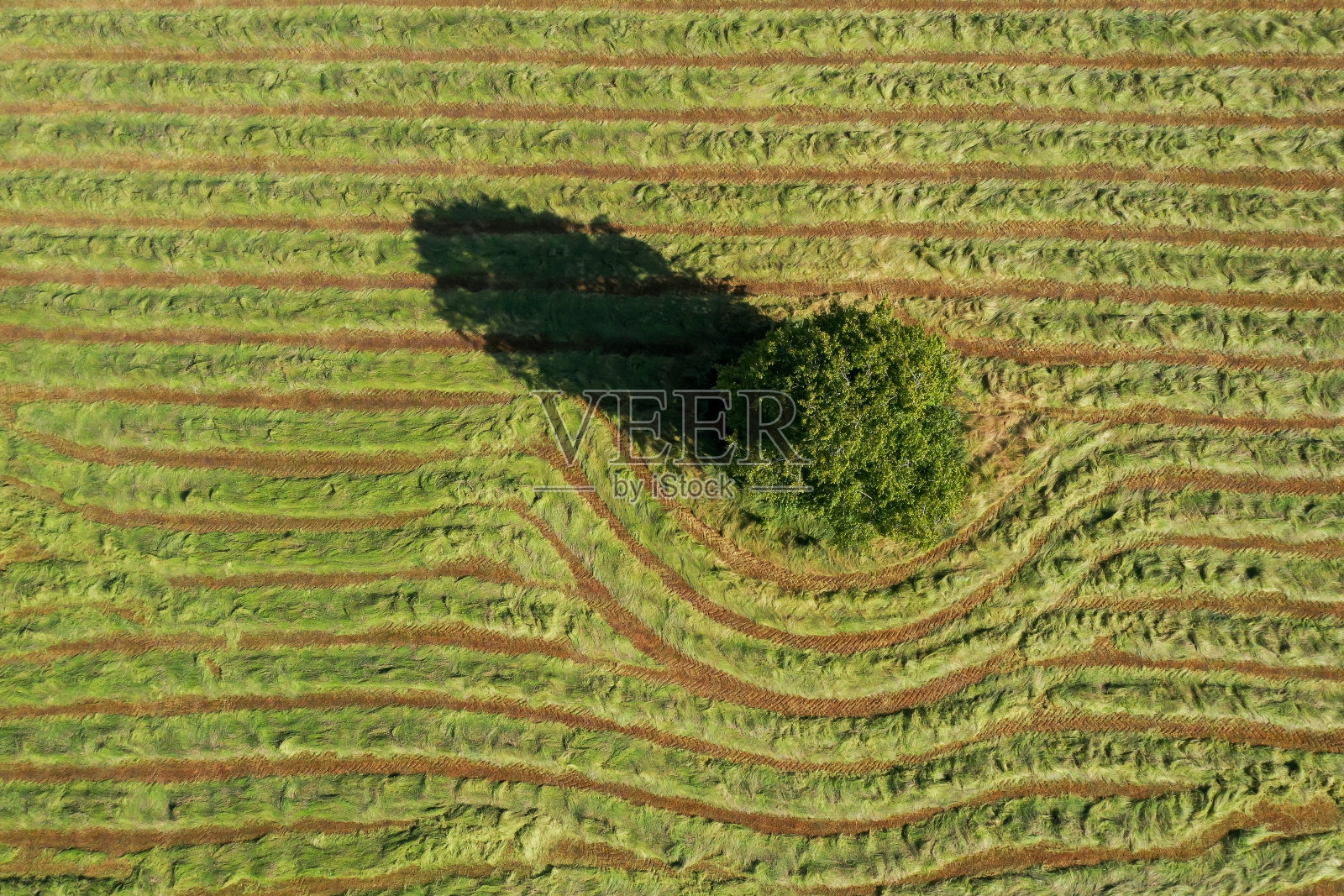 一棵孤零零的树,在刚割下的干草草地上照片摄影图片