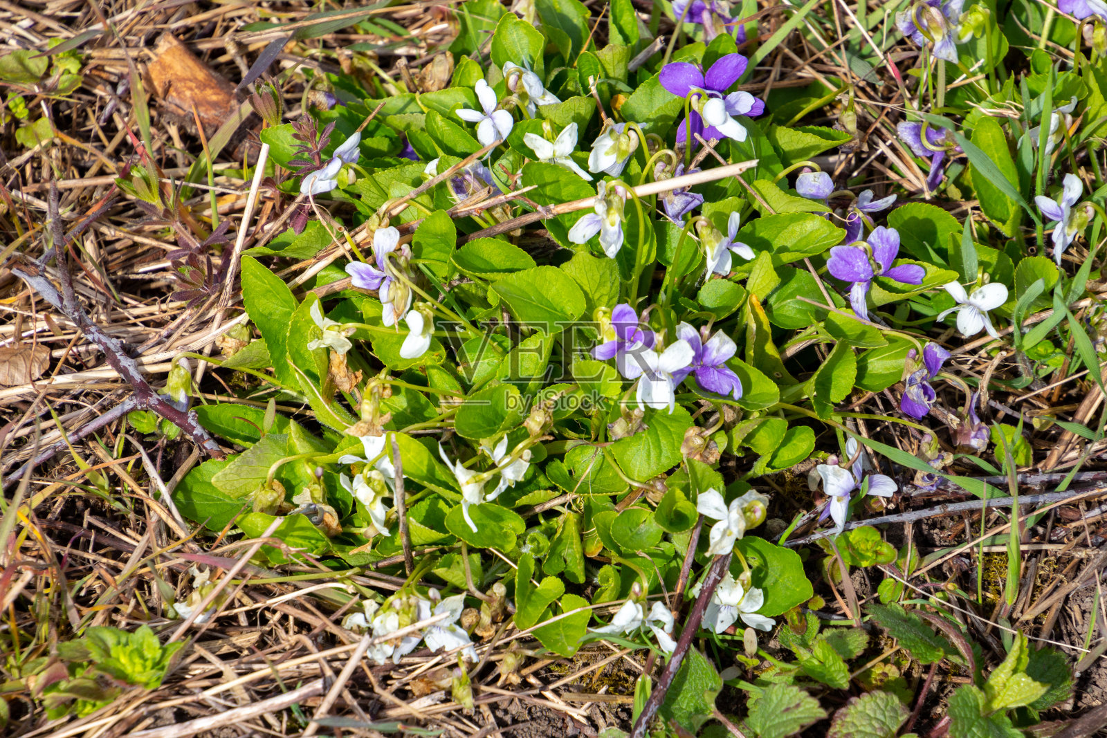 白色紫罗兰与白色和紫罗兰的花,也称为Viola alba照片摄影图片