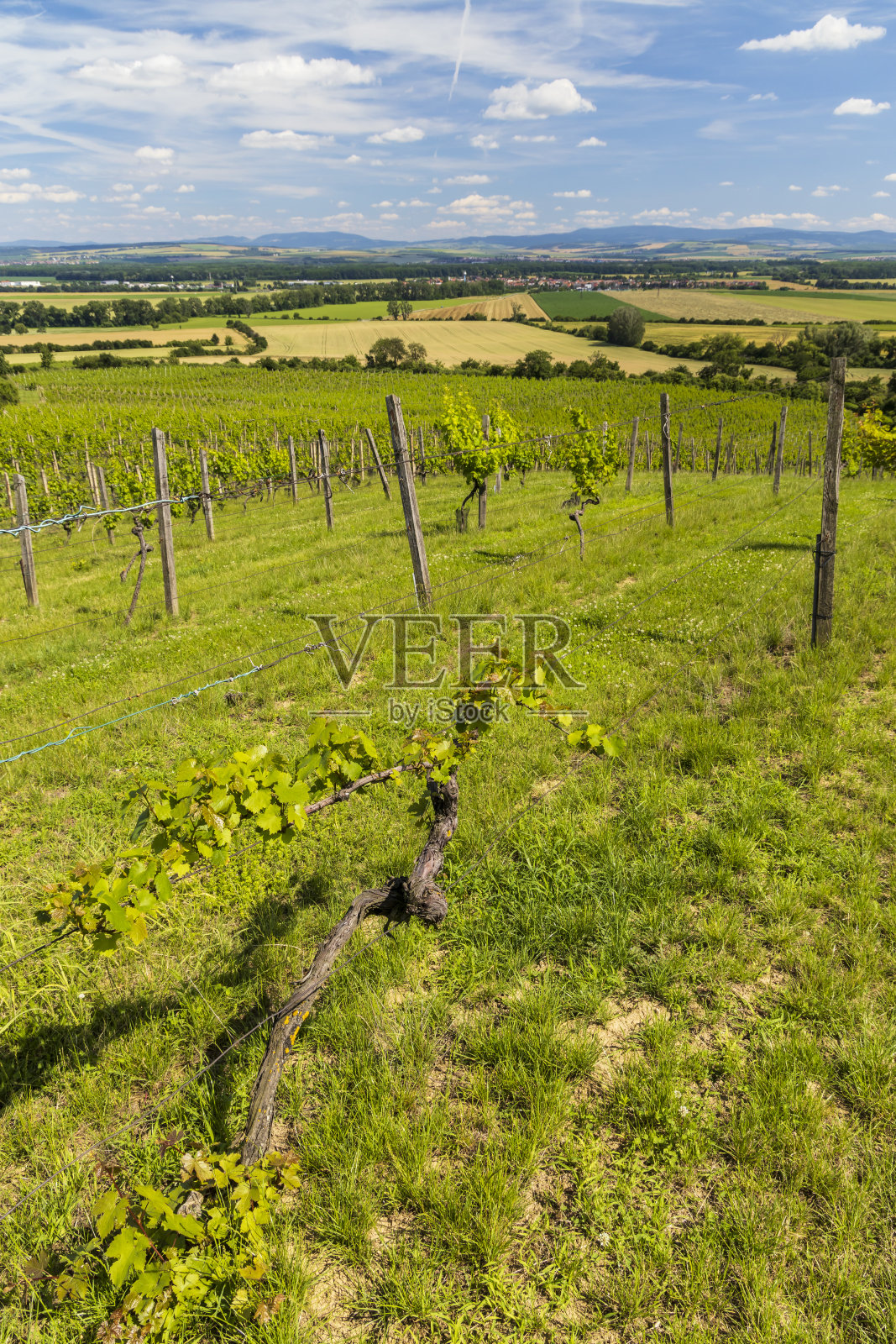 捷克共和国南部摩拉维亚polesvice附近的葡萄园照片摄影图片