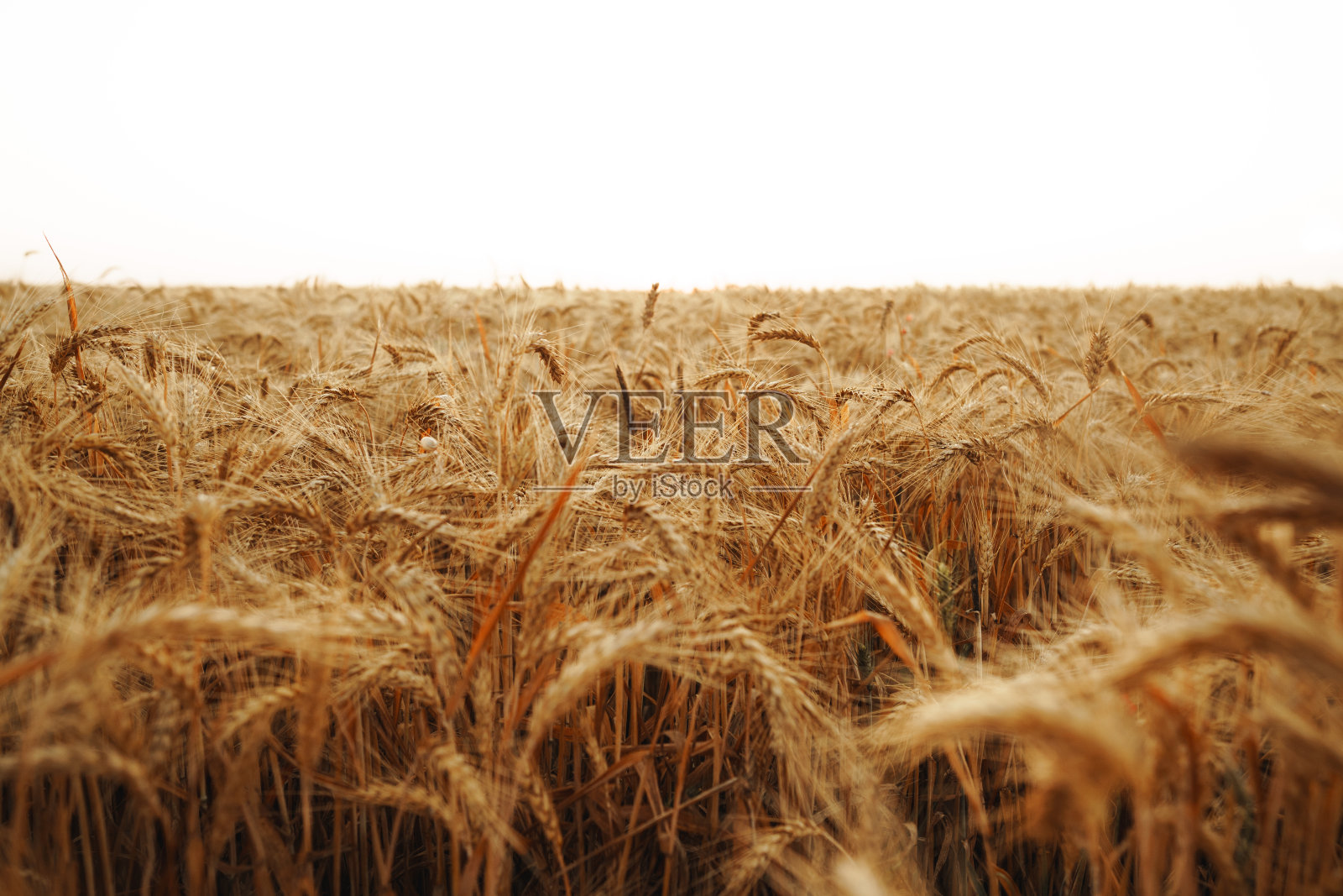 近距离看,田里的金色麦穗照片摄影图片