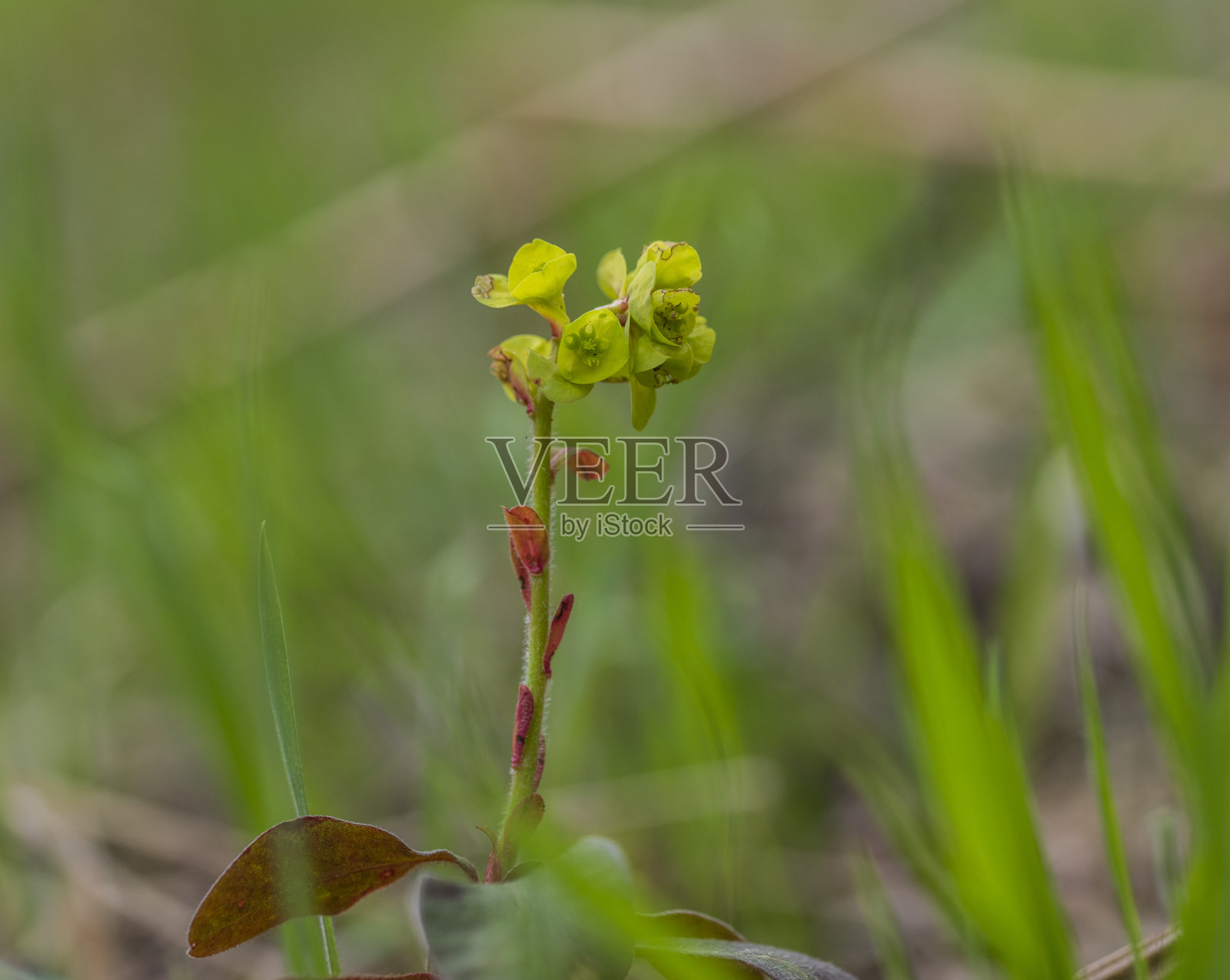 年轻的绿色植物照片摄影图片