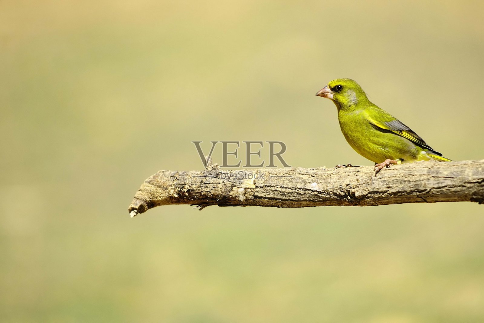 野生鸟类在它们的环境中照片摄影图片