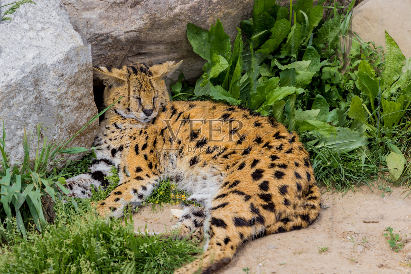 豹躺在岩石旁睡觉。照片摄影图片