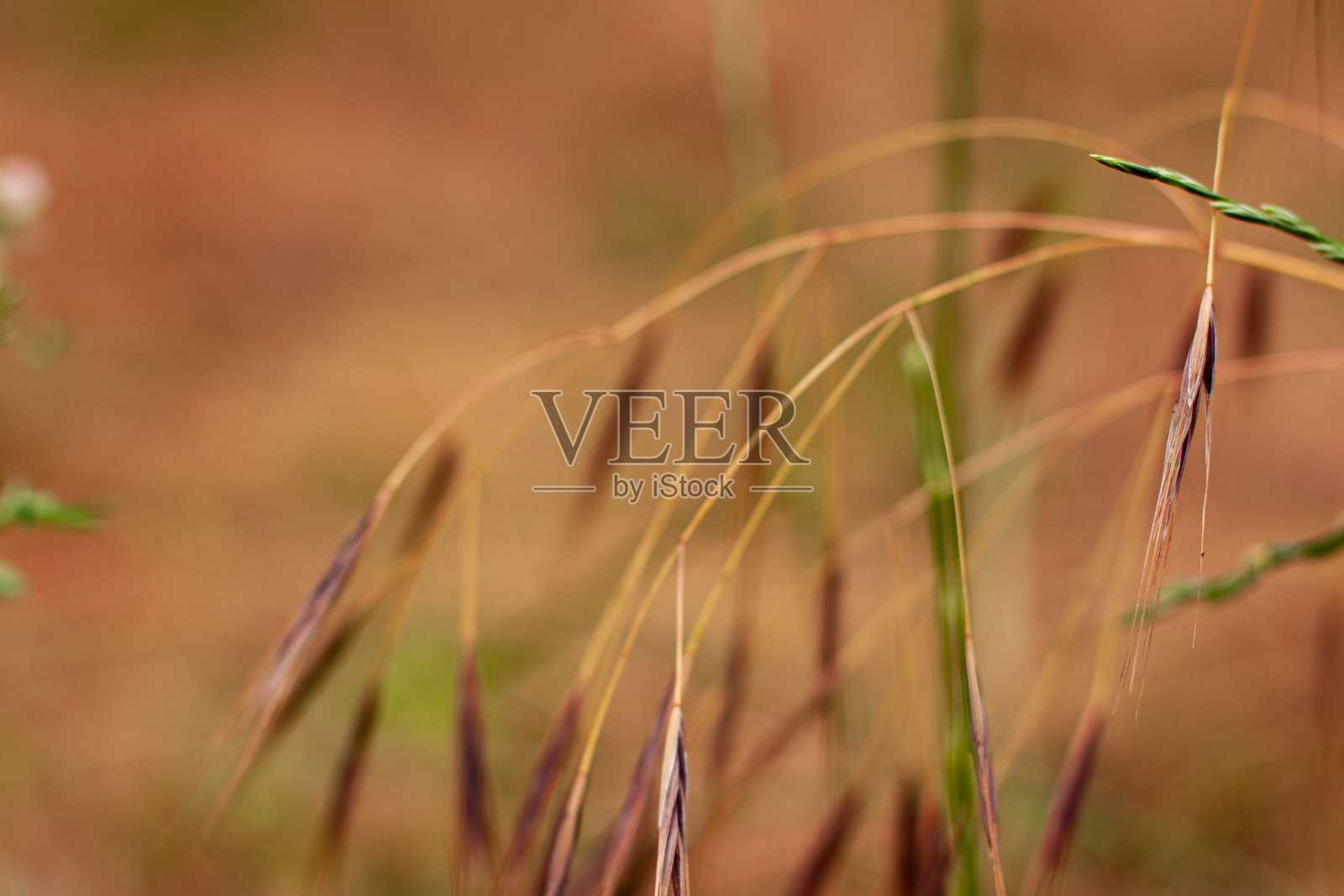 自然背景的夏季棕色野花近距离与复制空间上模糊的棕色背景。花在你的项目上。野生动物的有机和旅游概念照片摄影图片