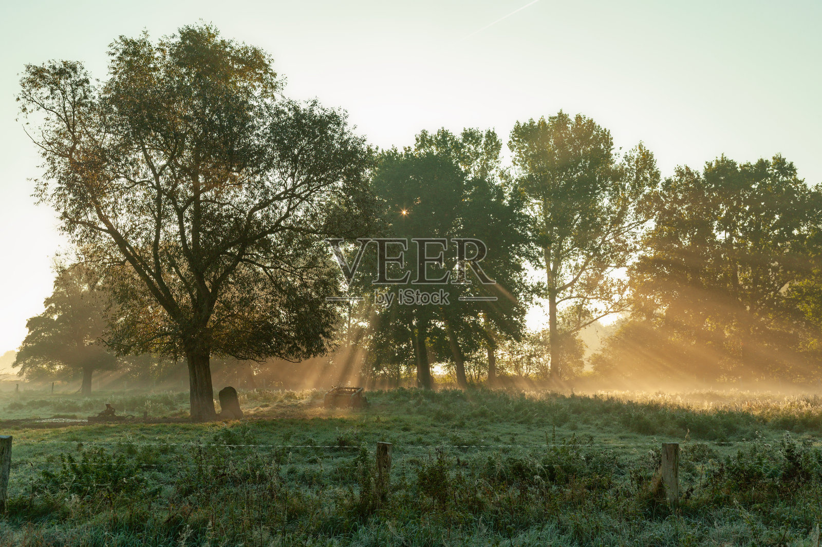 在雾蒙蒙的早晨,威严的阳光穿过草地上的树木照片摄影图片