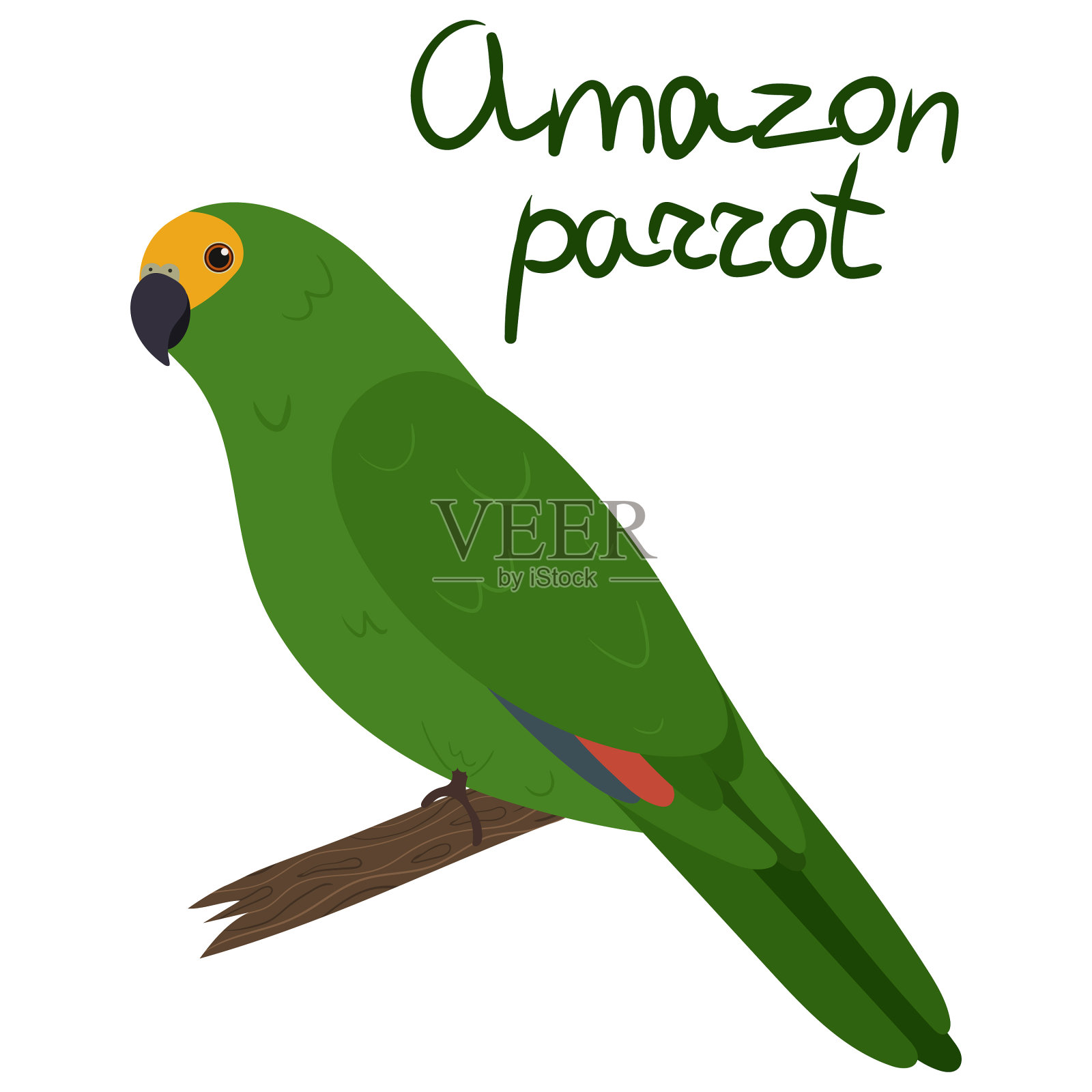 亚马逊鹦鹉卡通风格的白色背景插画图片素材