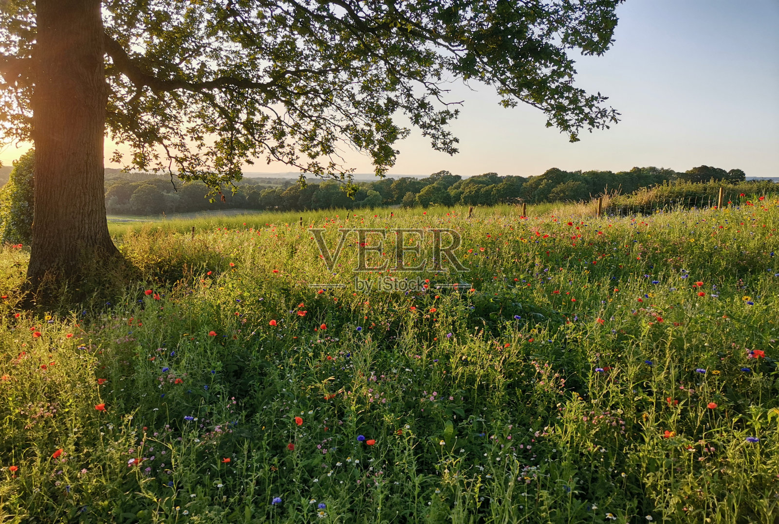 野花草地照片摄影图片
