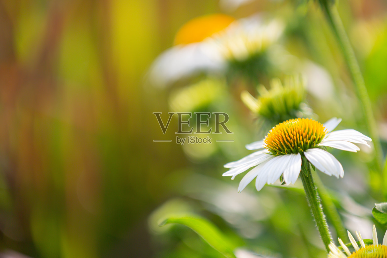 盛开的白色松果花(紫锥菊),背景上有模糊的松果花照片摄影图片