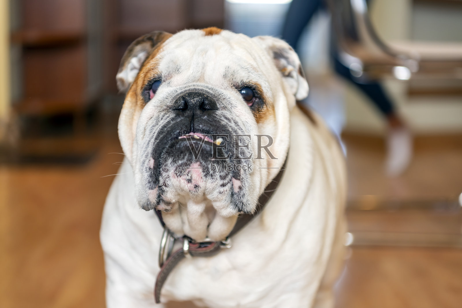一个年轻的英国斗牛犬在家里的肖像。照片摄影图片