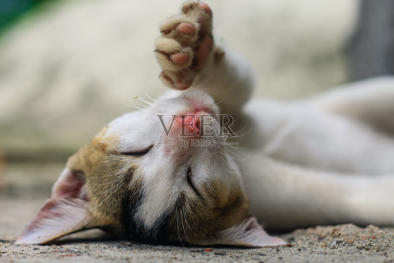 动物摄影有趣,白猫睡觉舒服。睡美人白猫的特写。可爱的小猫睡觉。照片摄影图片