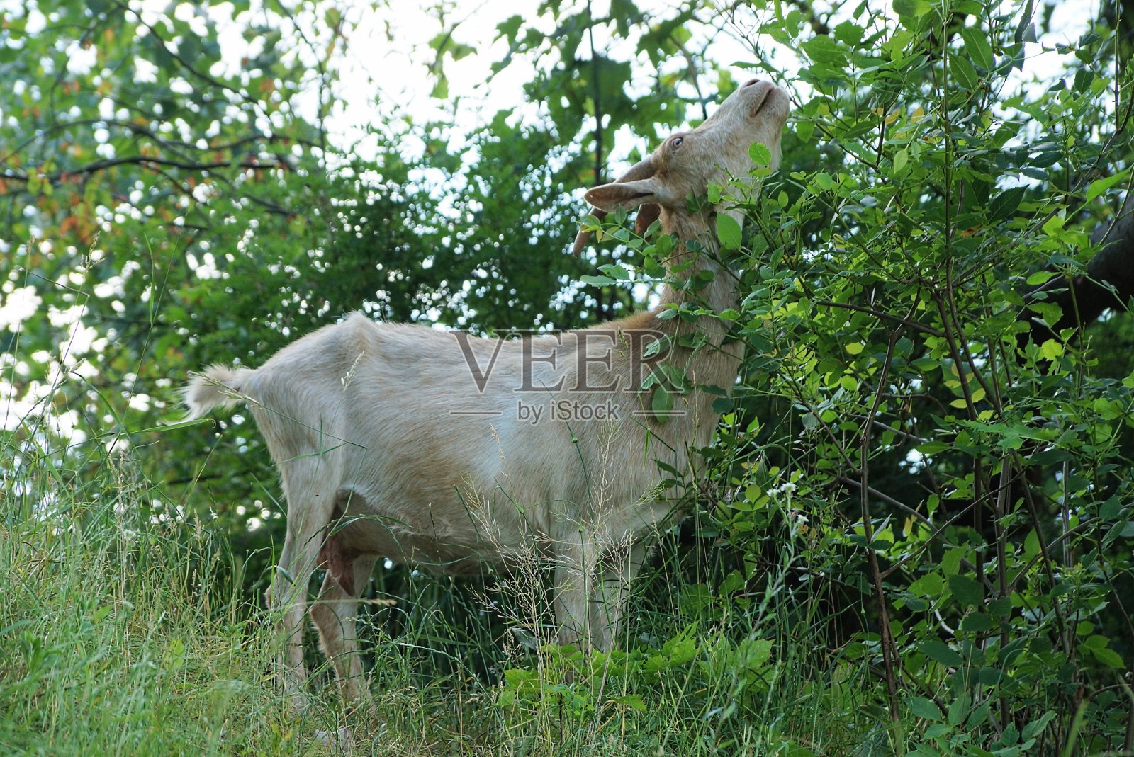 一只白色的大山羊站在外面照片摄影图片