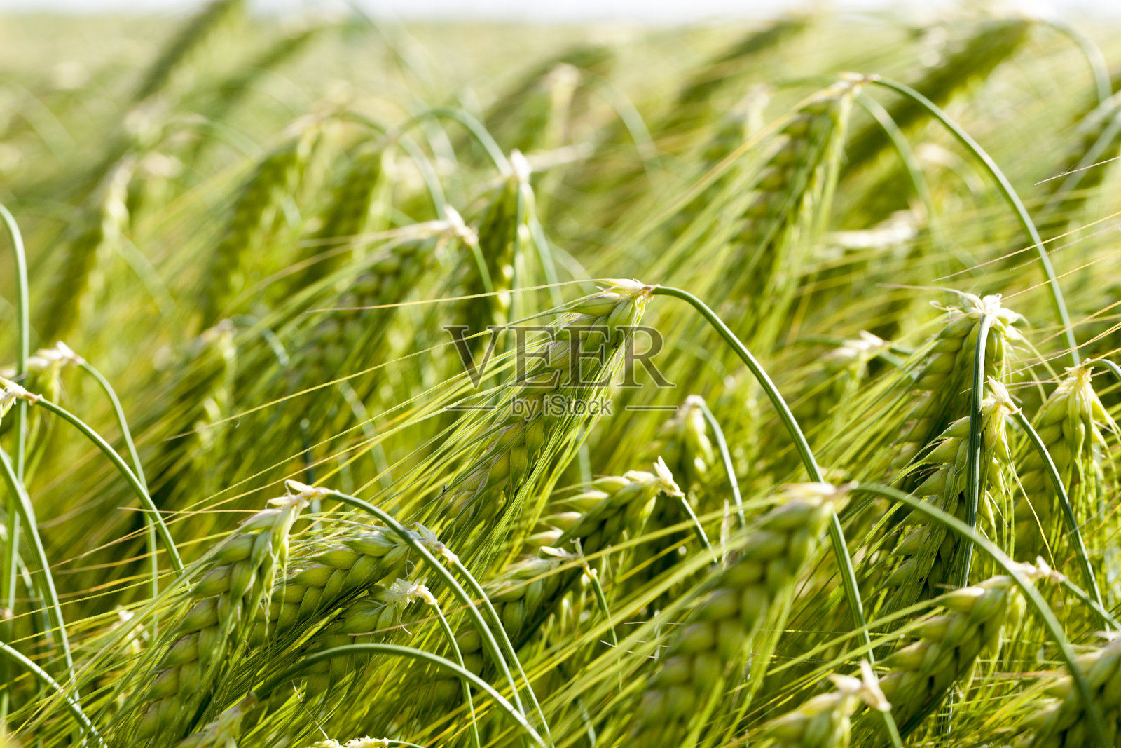 成熟的黑麦变黄颜色照片摄影图片