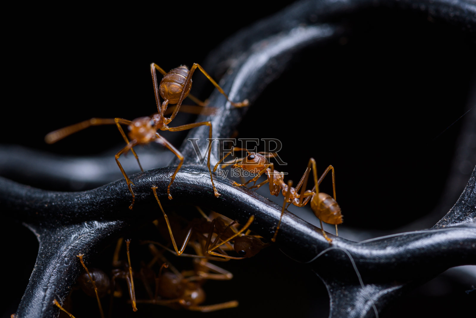 宏观红蚂蚁或Oecophylla smaragdina,自然黑色背景照片摄影图片