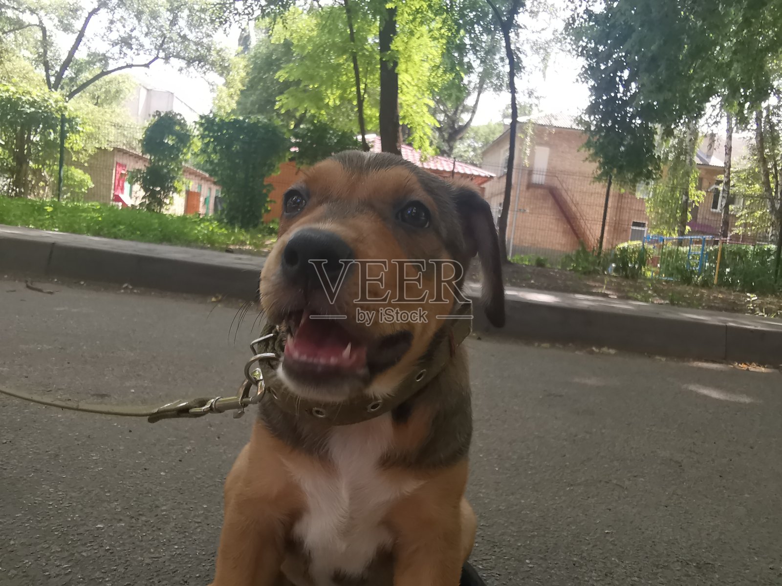 一只被皮带牵着的棕色小狗在环境中探索照片摄影图片