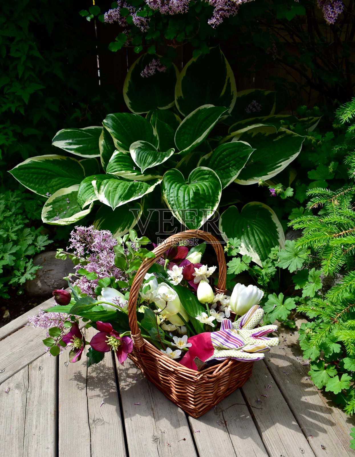 园艺工具,包括铲子和耙子以及盆栽的一年生天竺葵,准备在春天的花园种植夏天的花照片摄影图片