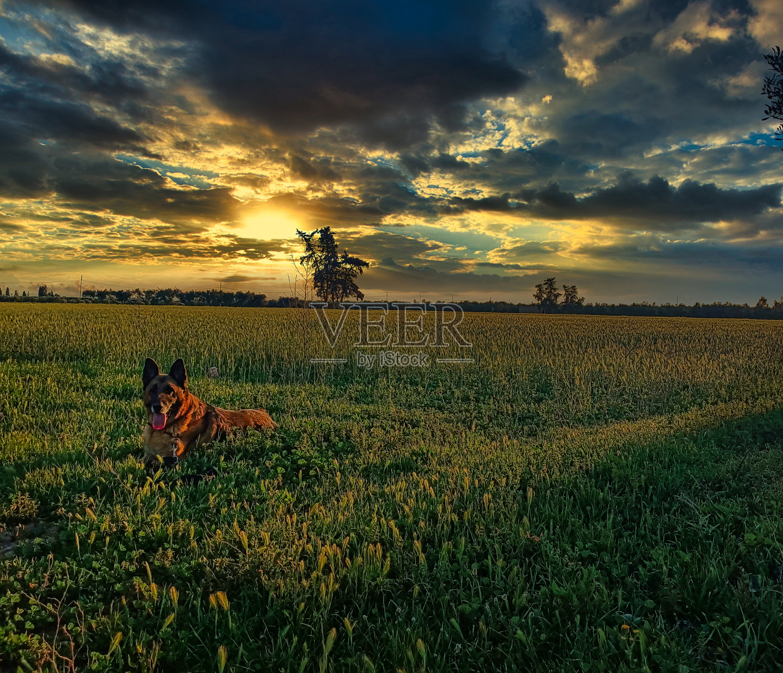 田野里的日落照片摄影图片
