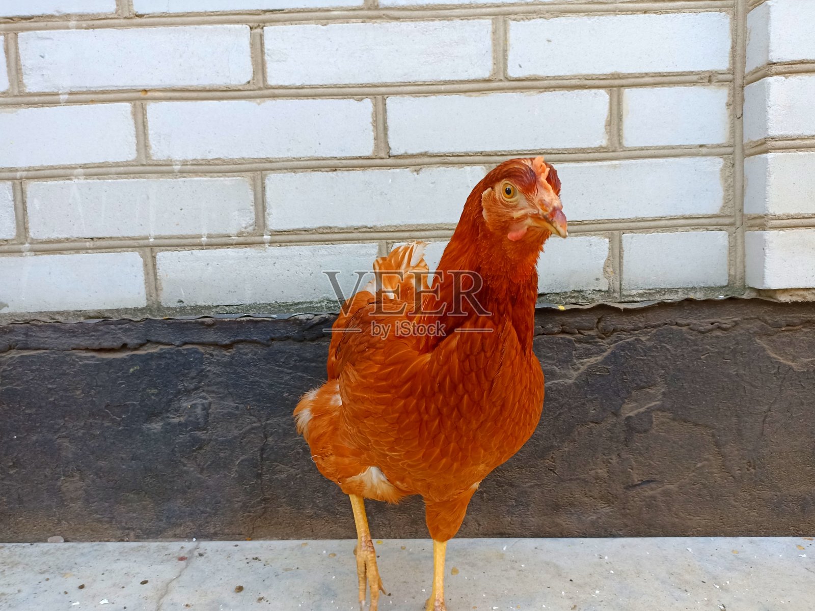 鸡的眼睛。公鸡看着摄像机。动物眼的宏观眼。农场在乡下。睫毛的溺爱。家禽养殖照片摄影图片