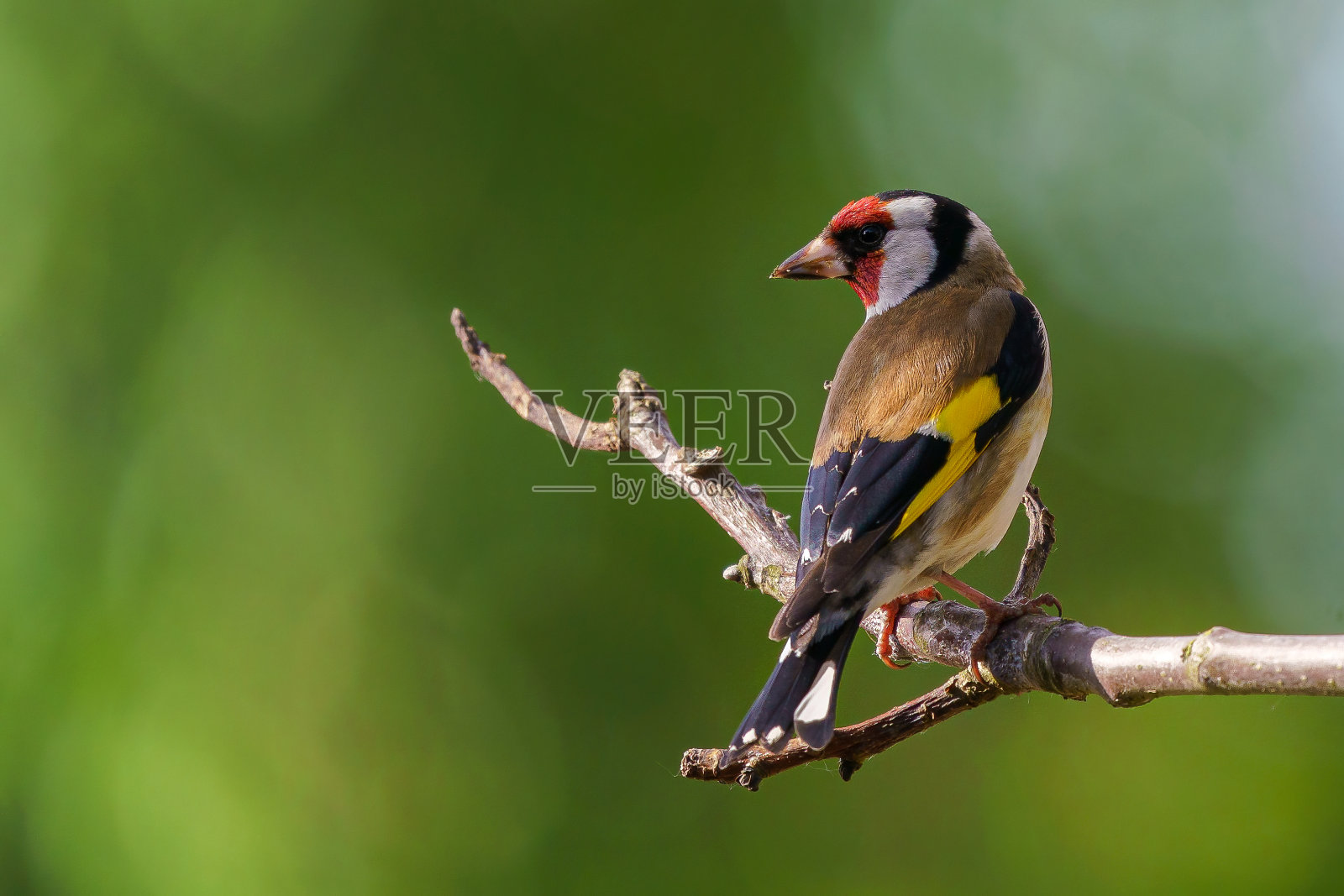 欧洲金翅雀,在树枝上的金翅雀。捷克共和国照片摄影图片