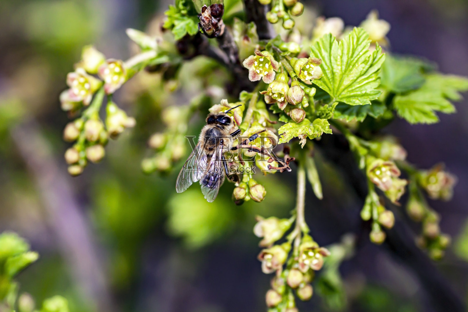 蜜蜂从花园里开花的醋栗丛中采集花蜜照片摄影图片