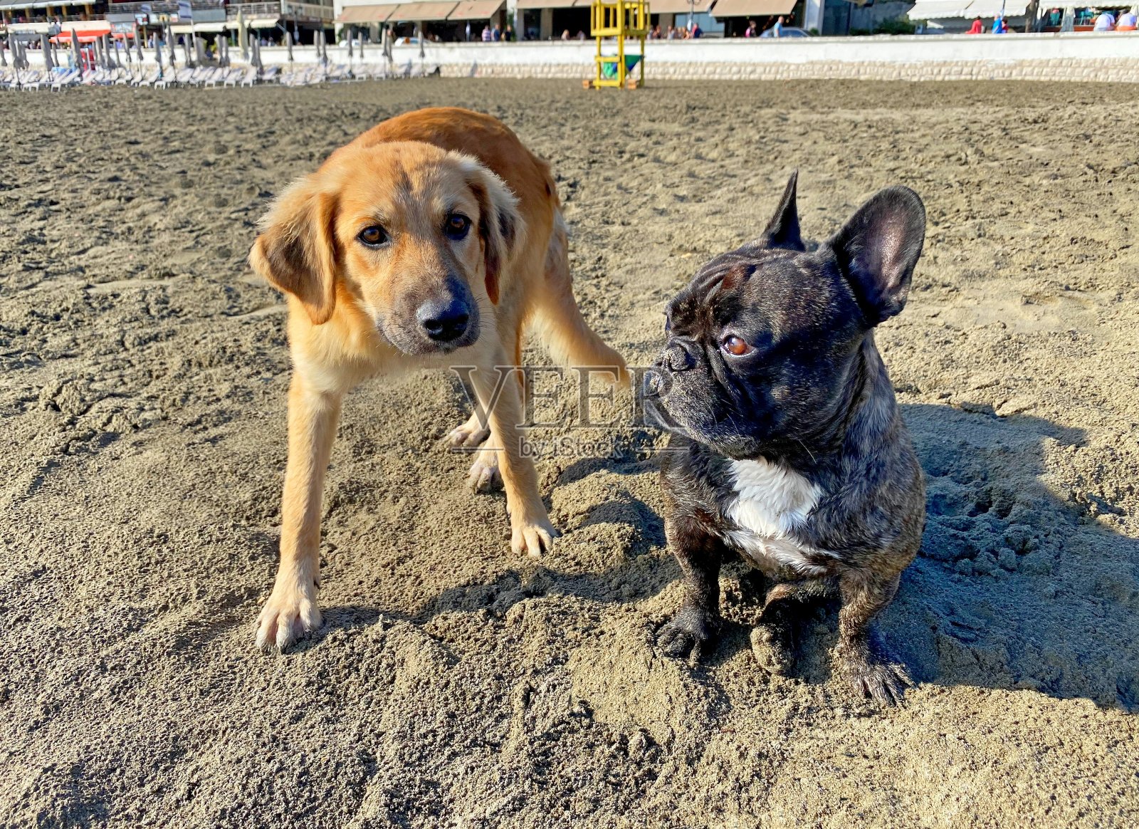 海滩上有趣的狗。朋友杂种狗和法国斗牛犬。两只狗在沙滩上玩耍。照片摄影图片