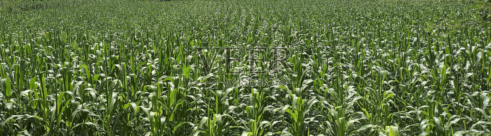 森林里的玉米田照片摄影图片