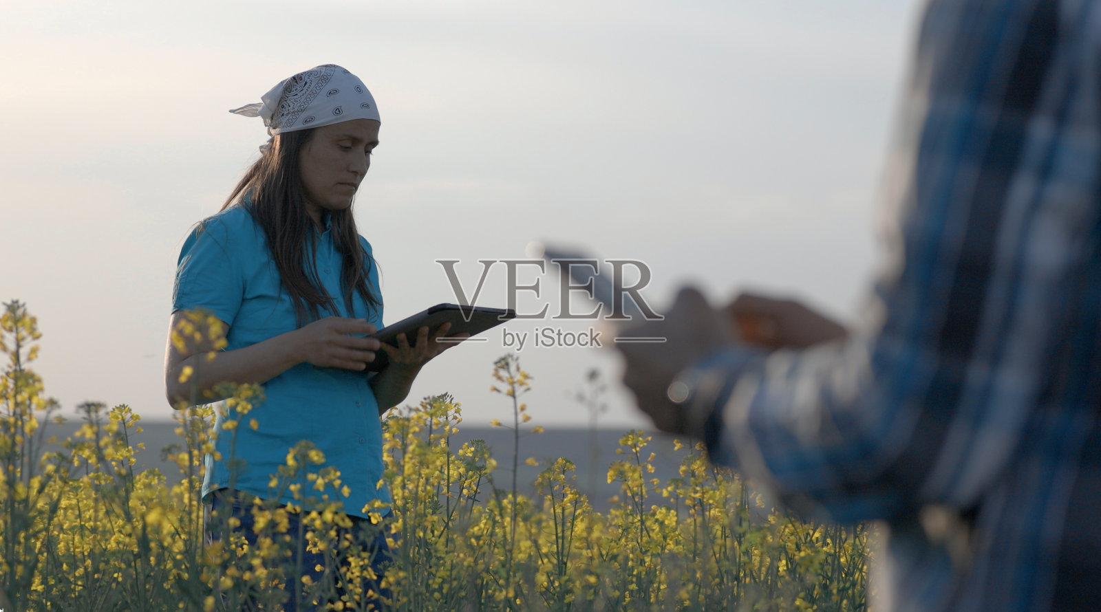 农民们用数码片检查油菜作物。小型企业中的智能农业。照片摄影图片