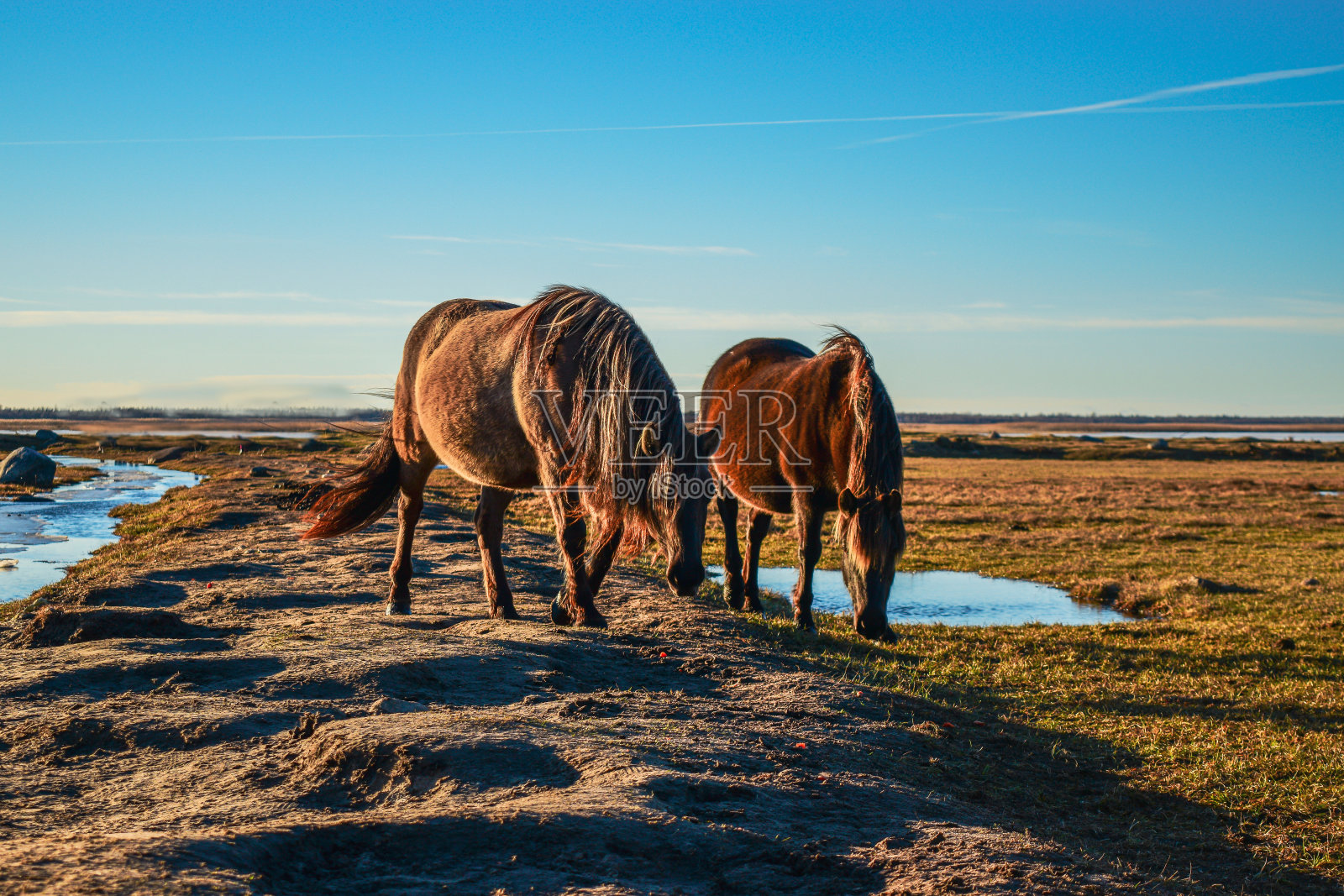 马照片摄影图片