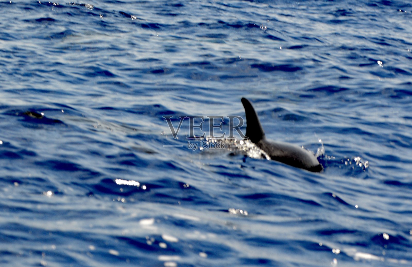 葡萄牙,马德拉,海豚在公海,玩耍,蓝色的大海照片摄影图片