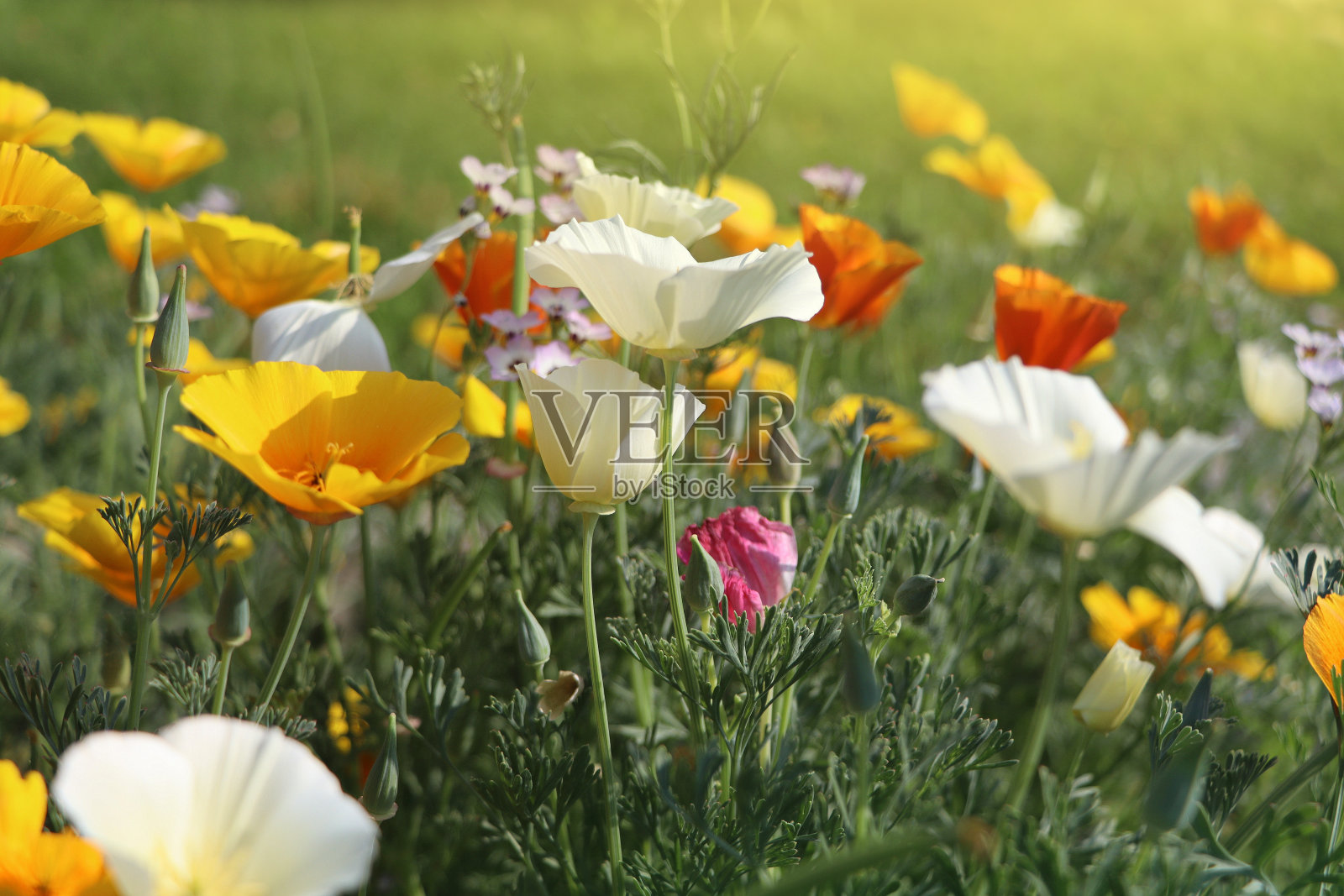 夏天的背景。加利福尼亚金罂粟或加利福尼亚金罂粟的花,金杯状,罂粟科开花植物照片摄影图片
