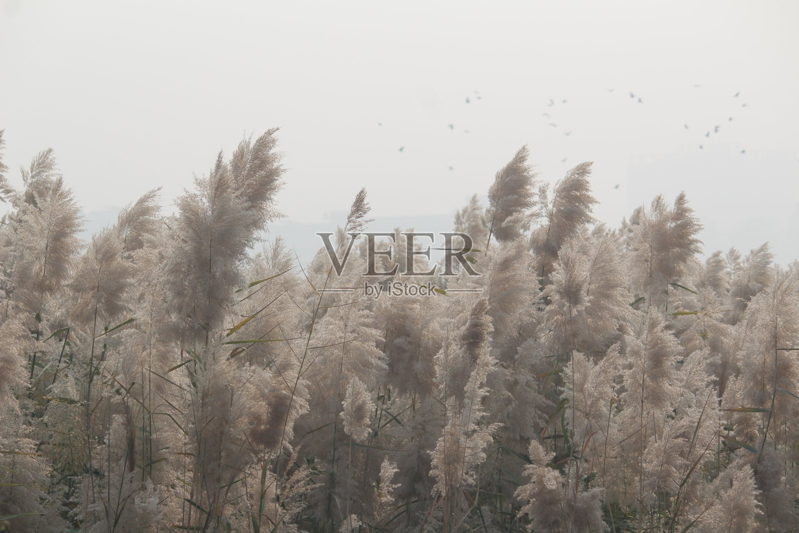 树木在风照片摄影图片