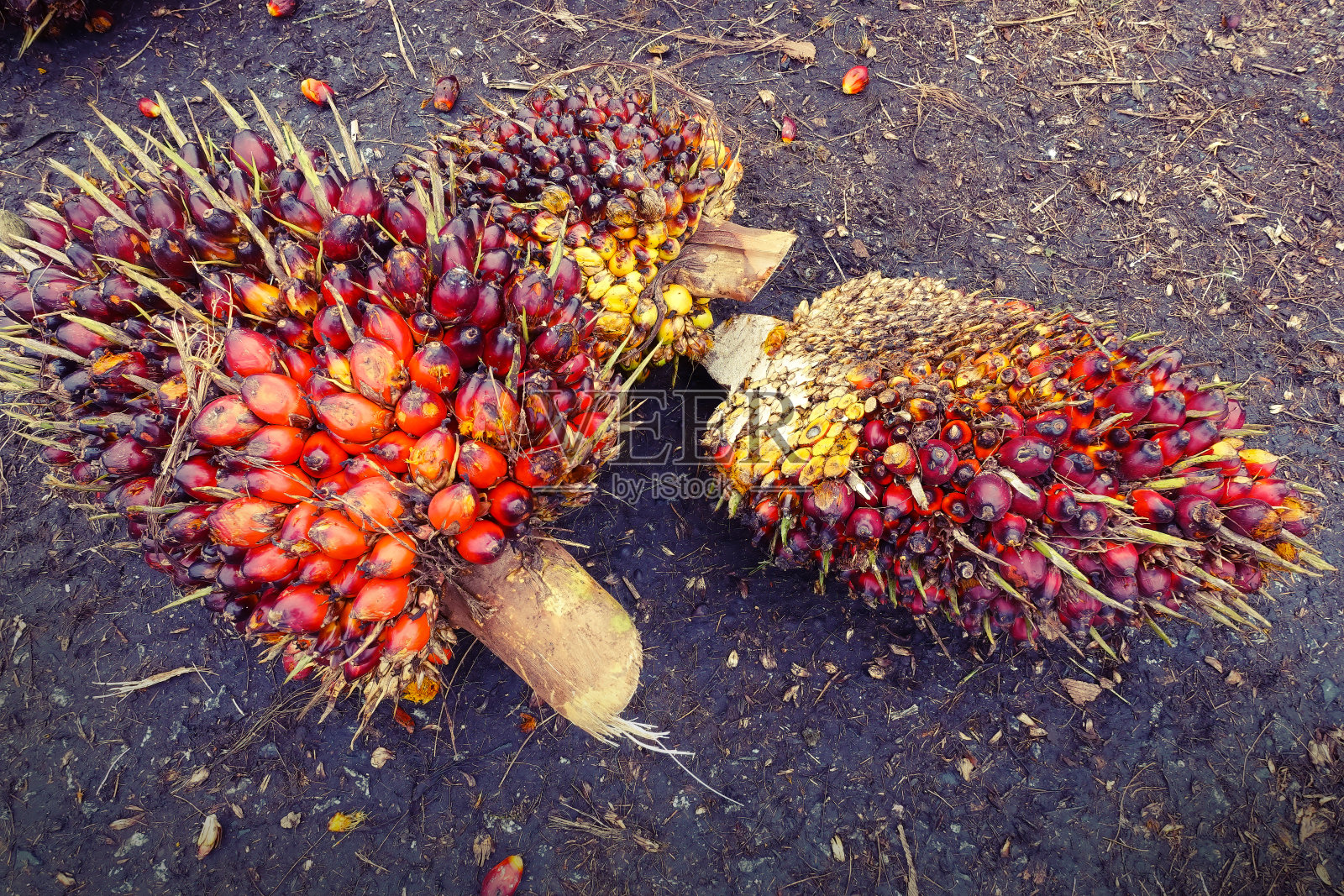 近距离观察新鲜的棕榈油水果照片摄影图片
