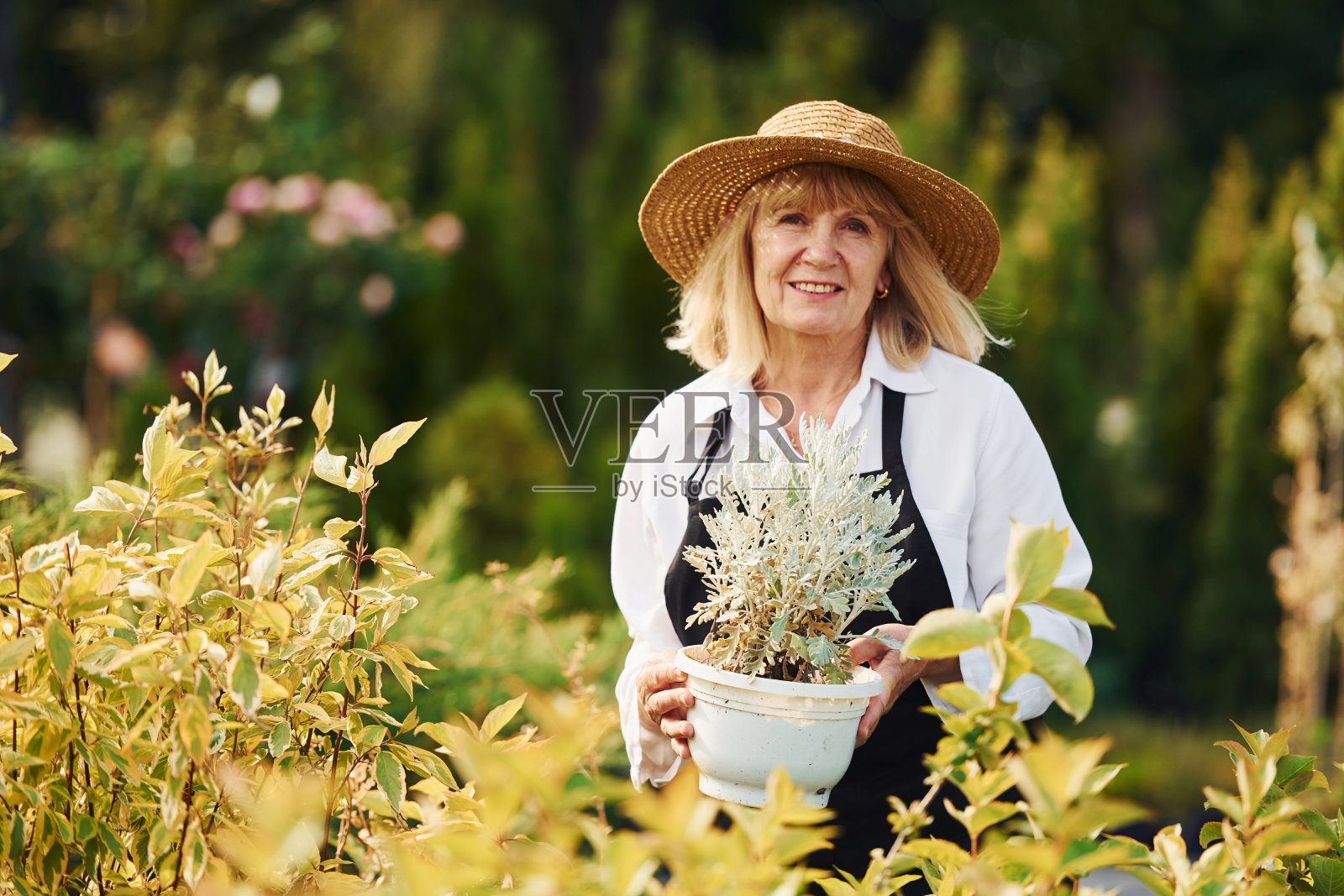 手里拿着锅。一位年长的女士白天在花园里。植物和季节的概念照片摄影图片