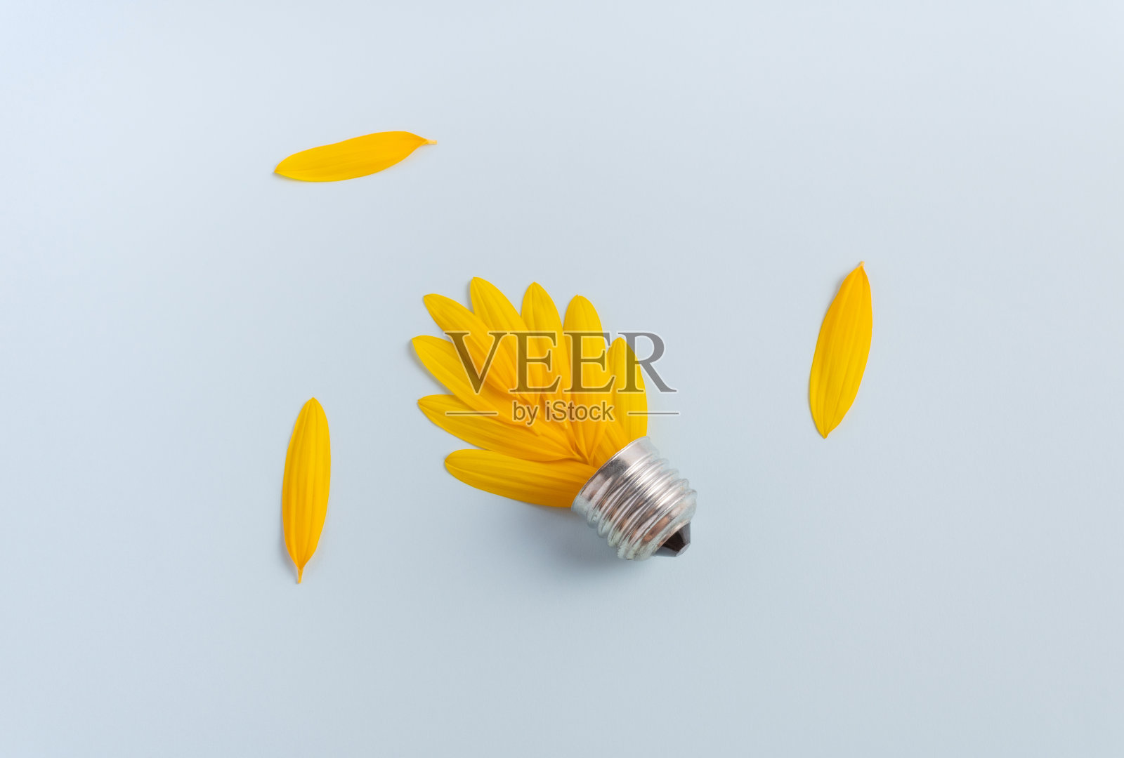 向日葵花瓣与灯泡插座在柔和的蓝色背景。能源、技术和花卉自然概念。照片摄影图片