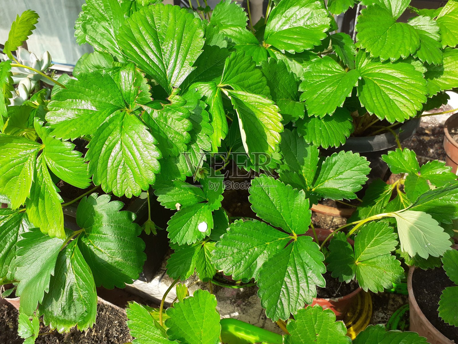 园草莓或草莓照片摄影图片